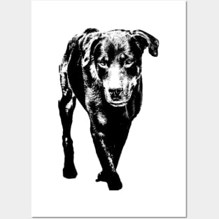 rottweiler Posters and Art